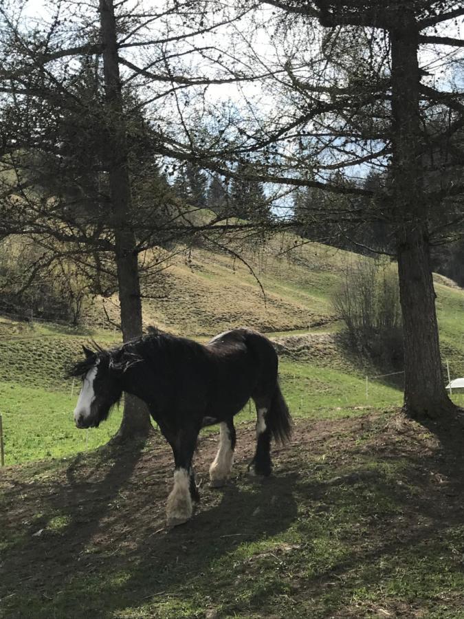 代堡Au Pre Des Chevaux住宿加早餐旅馆 外观 照片